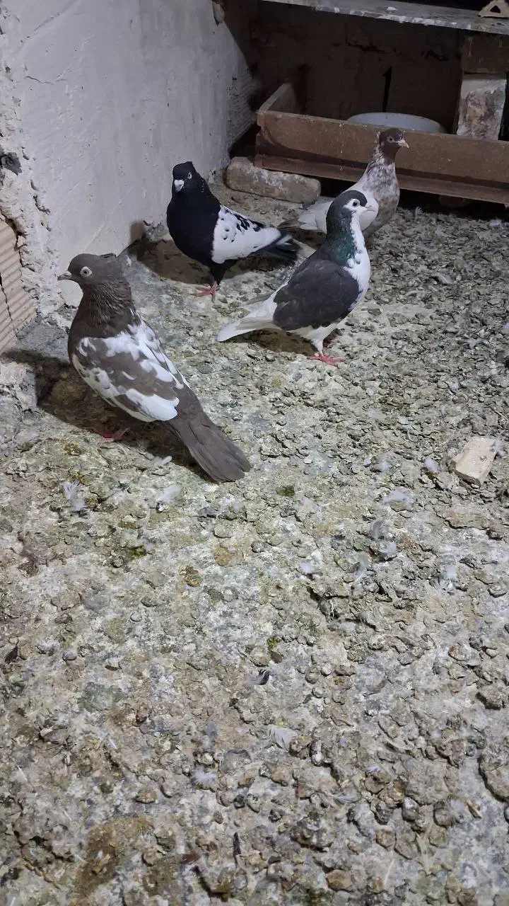 کبوتر|پرنده|مشهد, توس فردوسی|دیوار