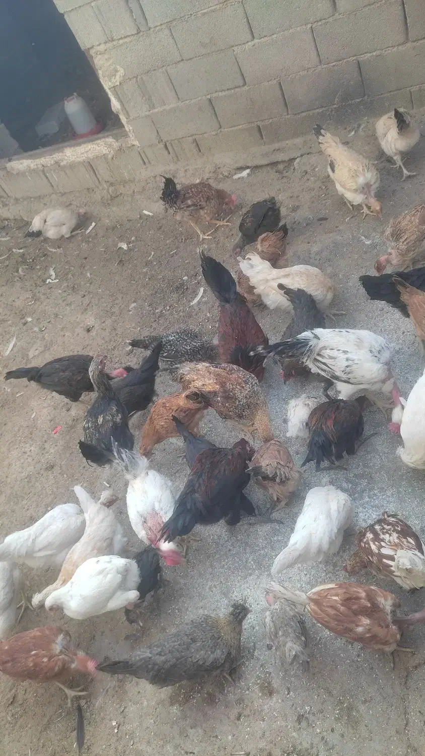 فروش مرغ و خروس محلی اصل|حیوانات مزرعه|سیمکان, |دیوار
