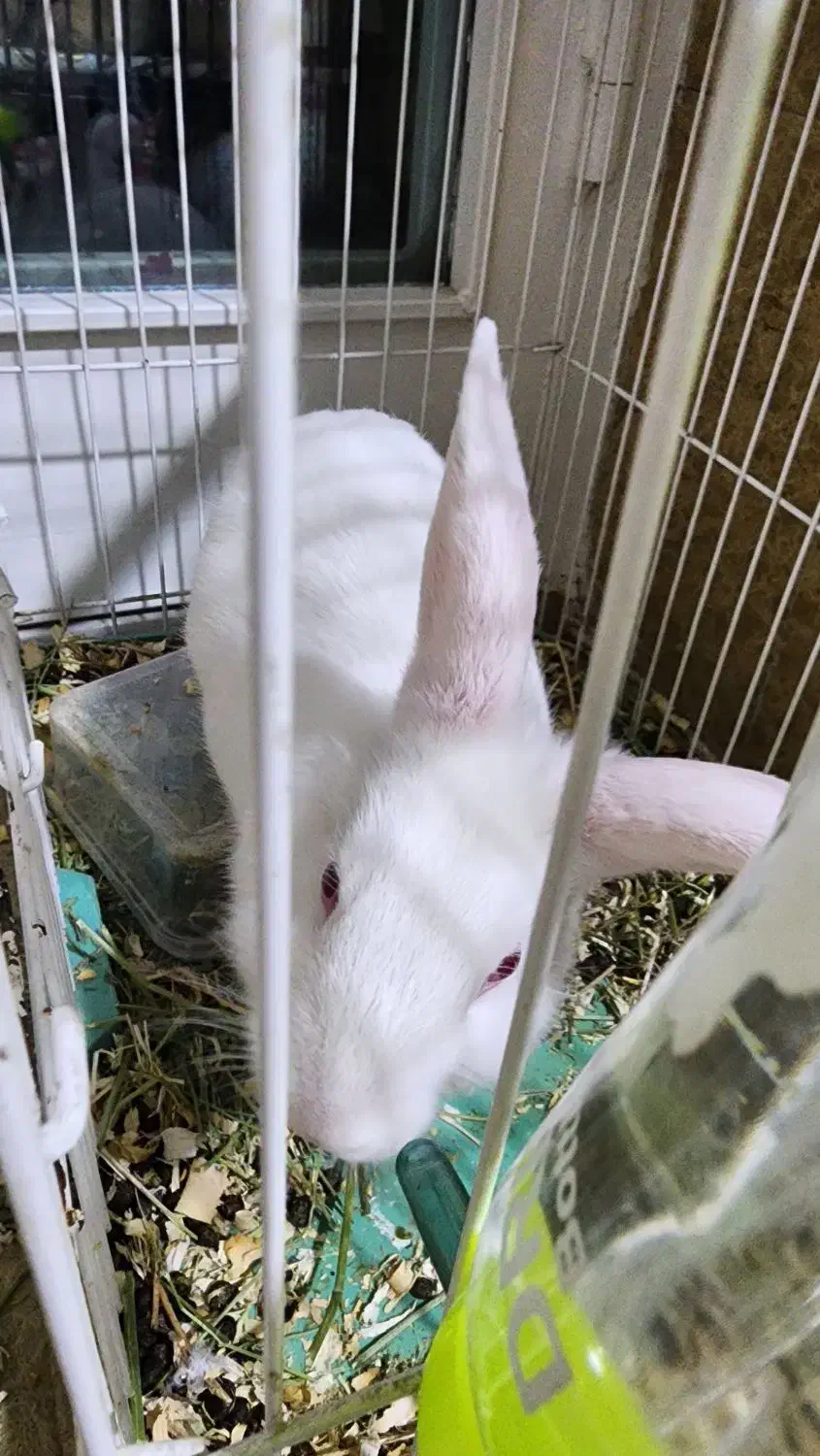 خرگوش|موش و خرگوش|تهران, تهرانپارس غربی|دیوار