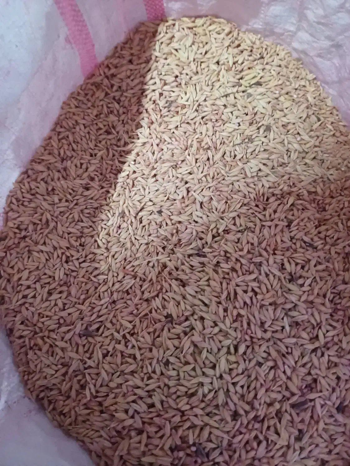 جومحلی|حیوانات مزرعه|قوچان, |دیوار