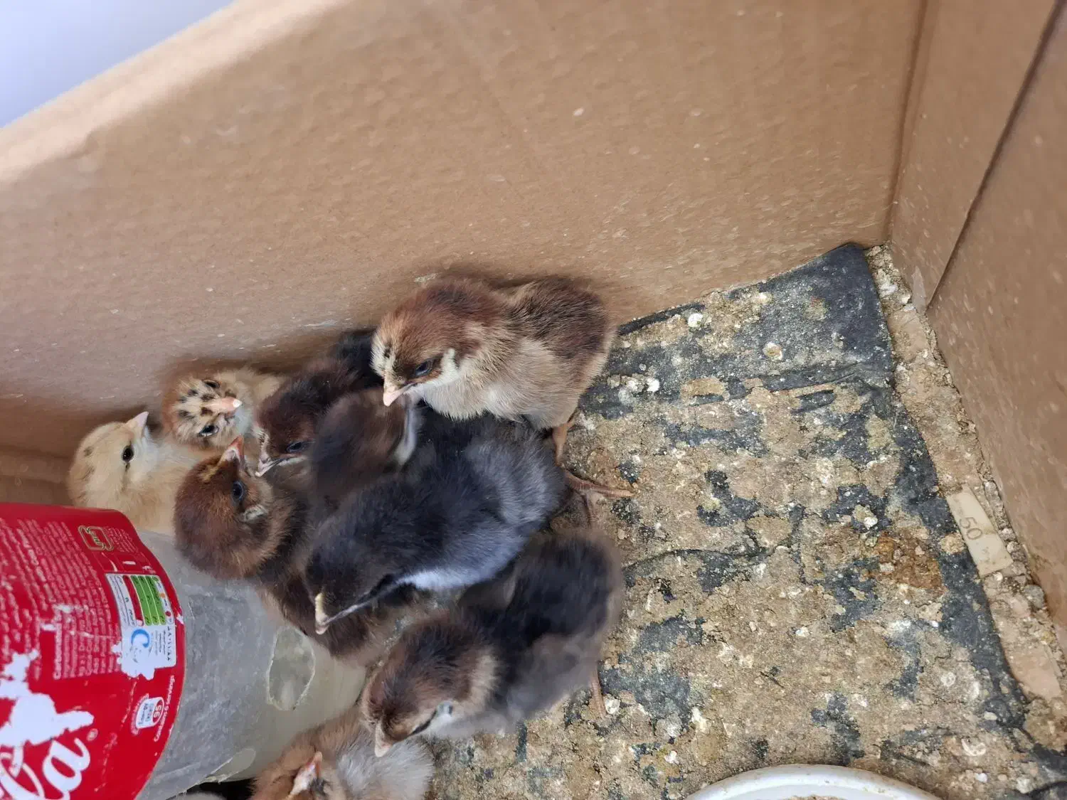 جوجه محلی|حیوانات مزرعه|اسفراین, |دیوار