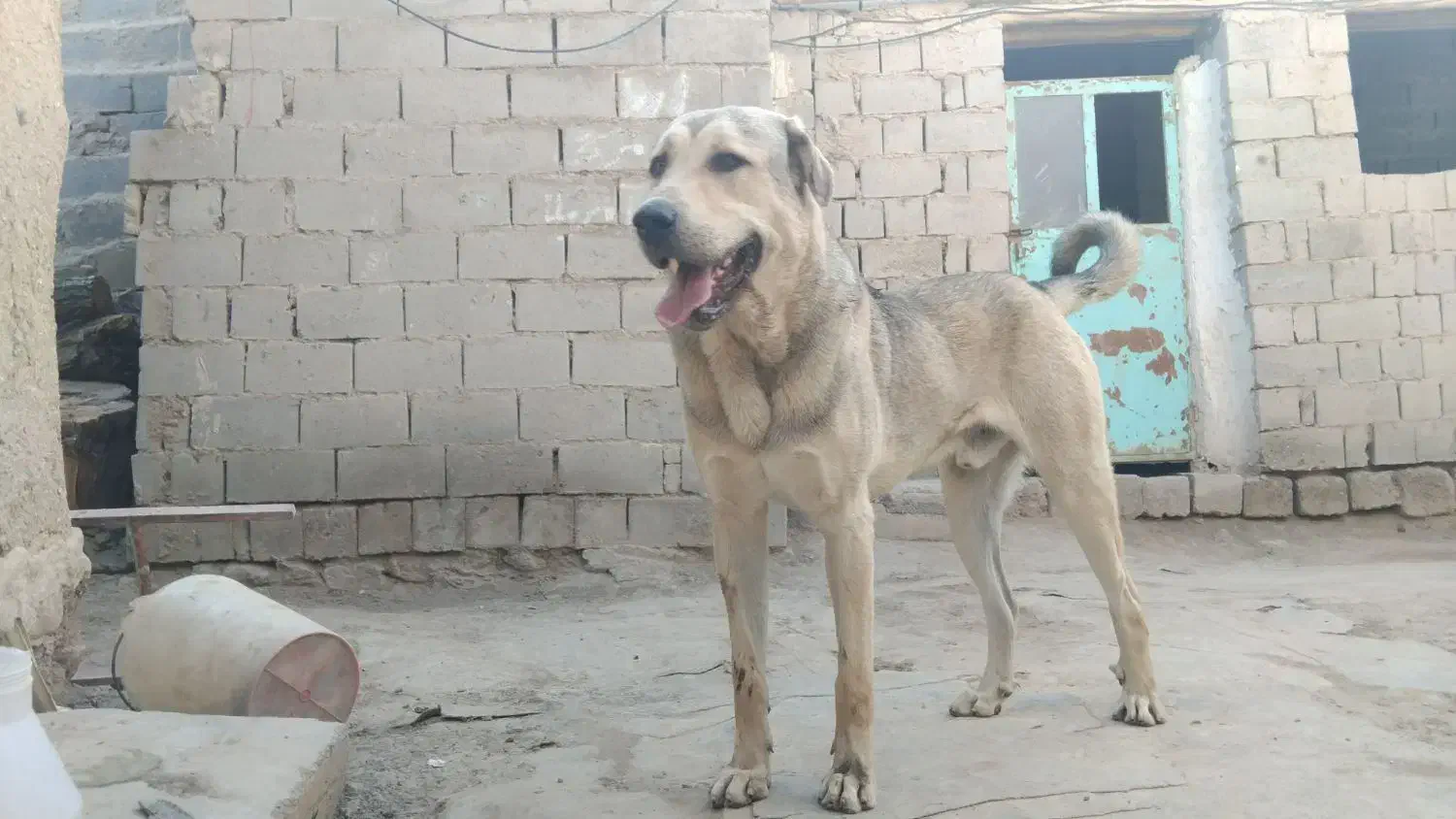 سیمه توله 10 ماهه|سگ|بوکان, |دیوار