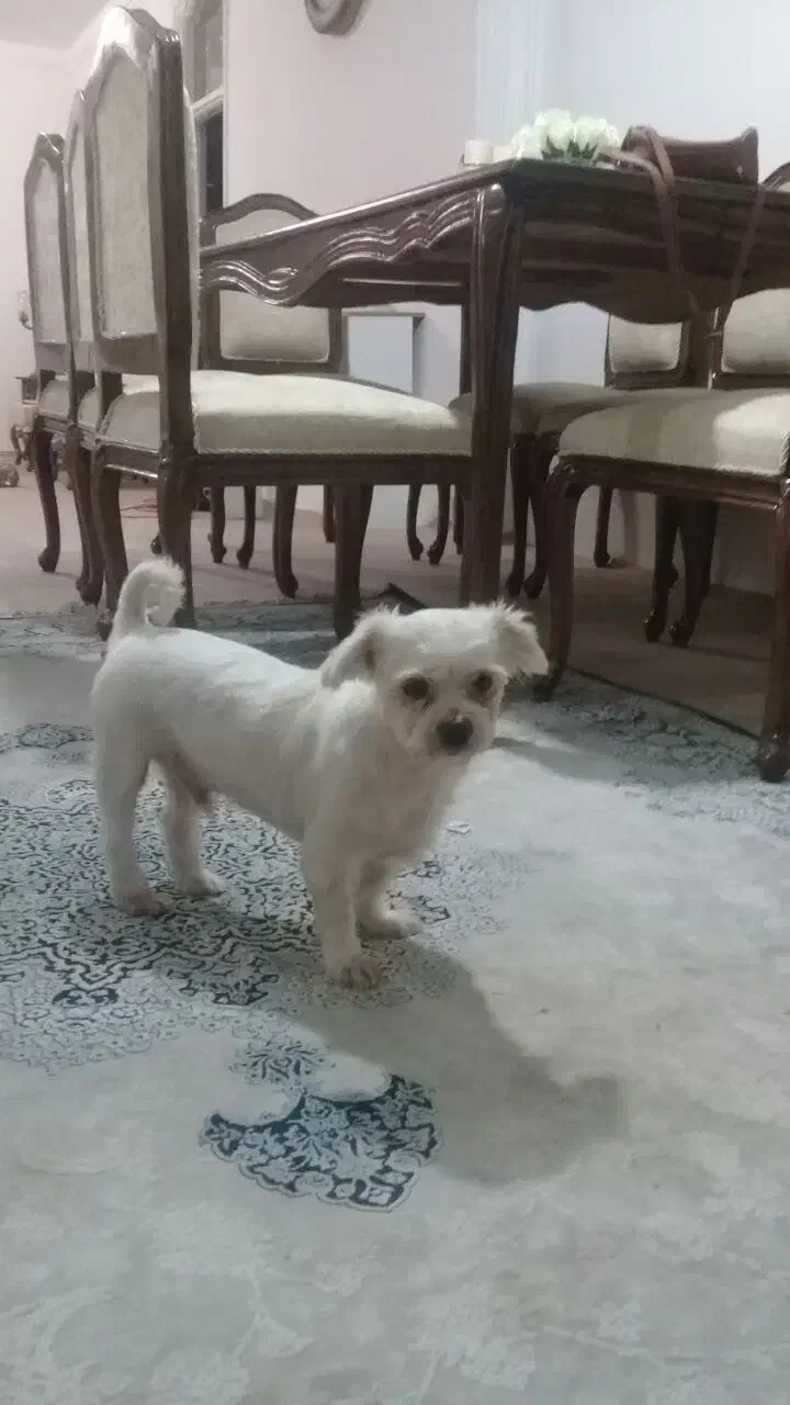 پیدا شده اطراف فیرورق|حیوانات|خوی, |دیوار