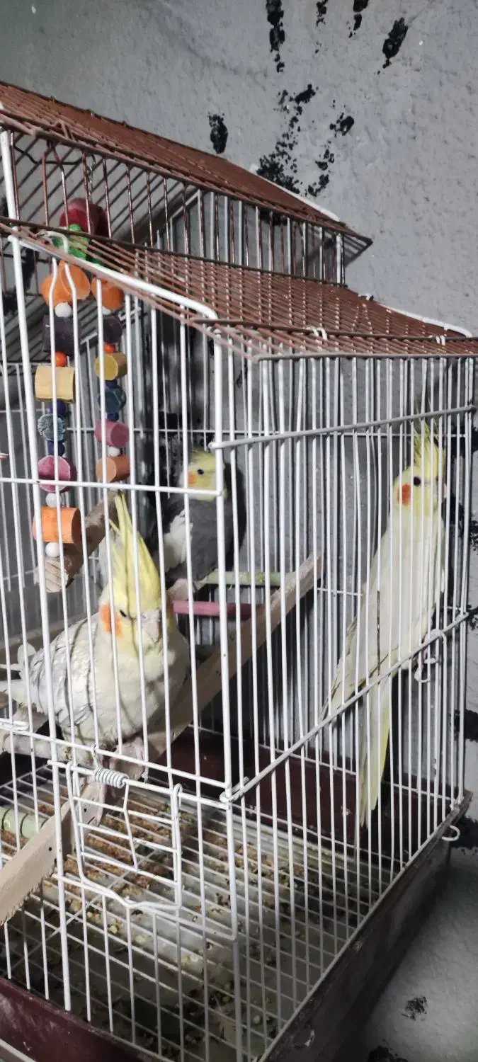 عروس هلندی|پرنده|نقده, |دیوار