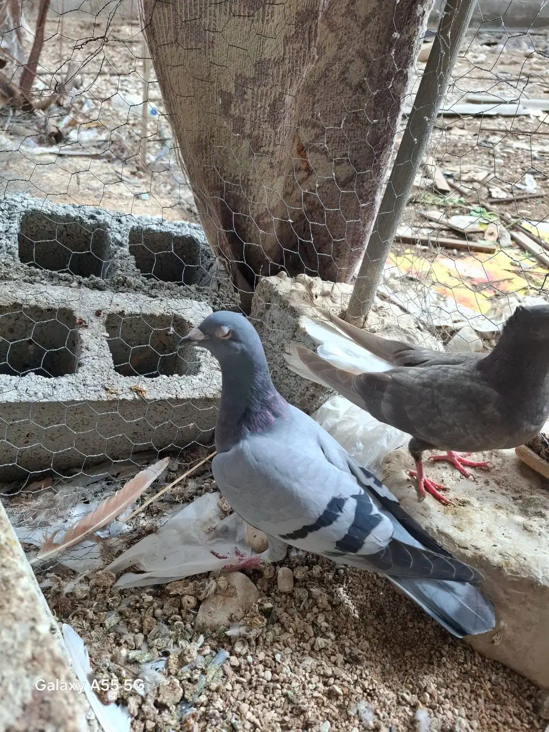 کبوتر|پرنده|برازجان, |دیوار