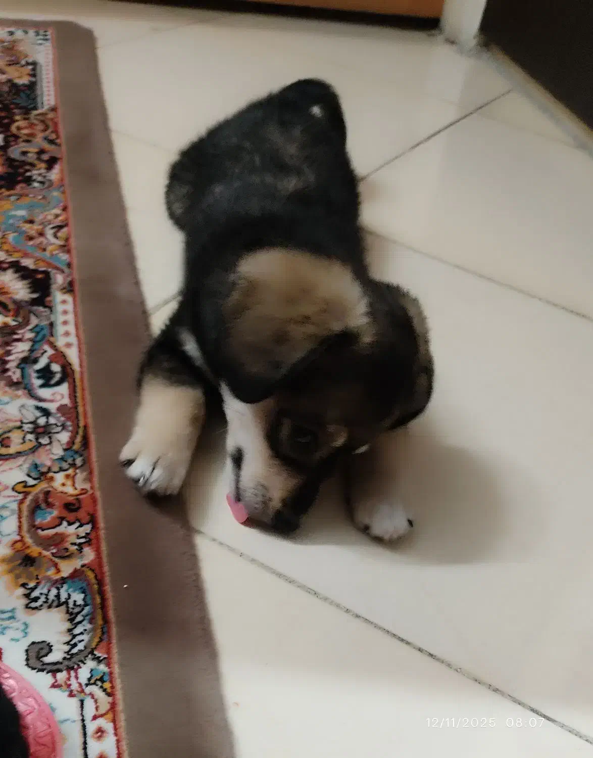 واگذاری سگ رایگان|سگ|ری, اقدسیه|دیوار