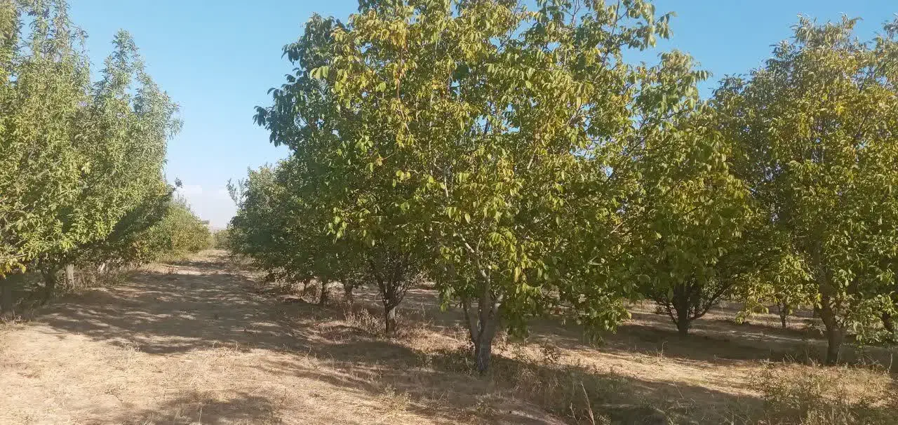 ۳هکتار زمین|فروش زمین و ملک کلنگی|باروق, |دیوار