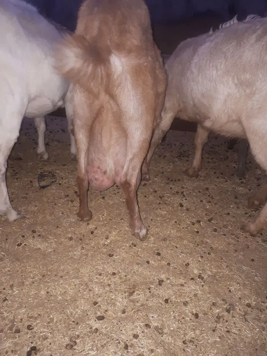 بز شیردار جوان|حیوانات مزرعه|سربیشه, |دیوار