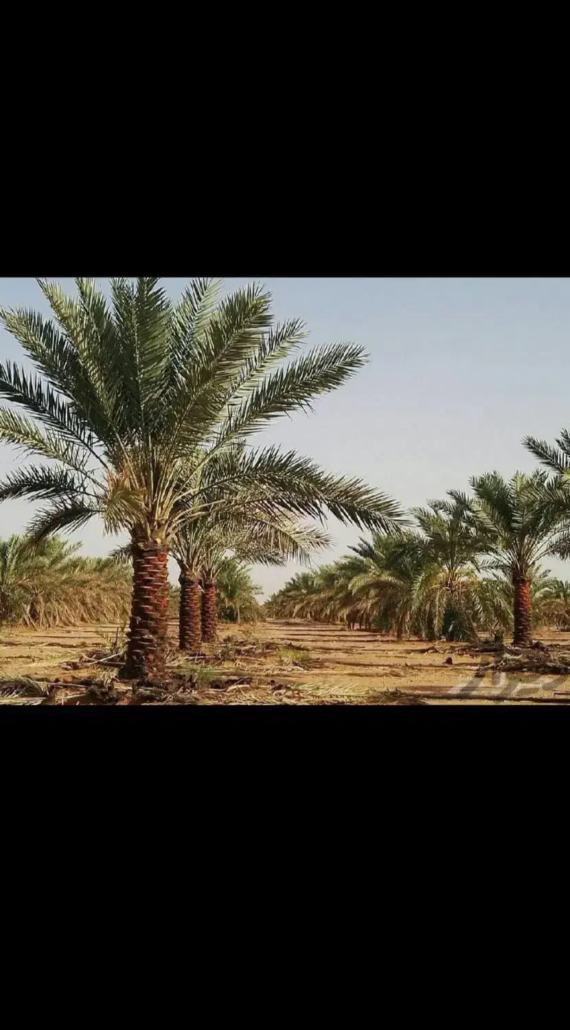 قطع و برش نخل درسراسر استان|خدمات باغبانی و درختکاری|بوشهر, |دیوار