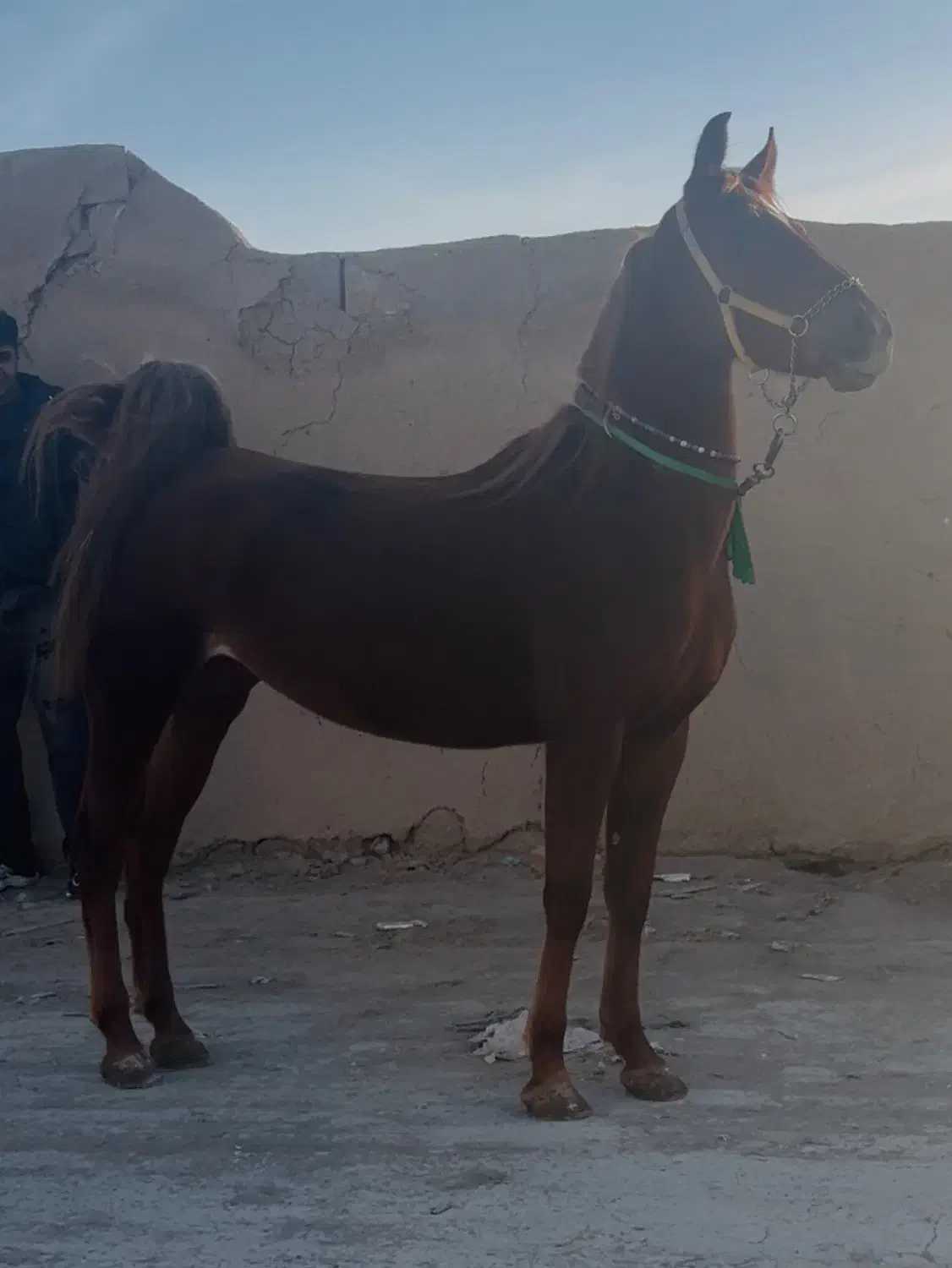 مادیان کرند|اسب و تجهیزات اسب‌سواری|خمینی‌شهر, |دیوار