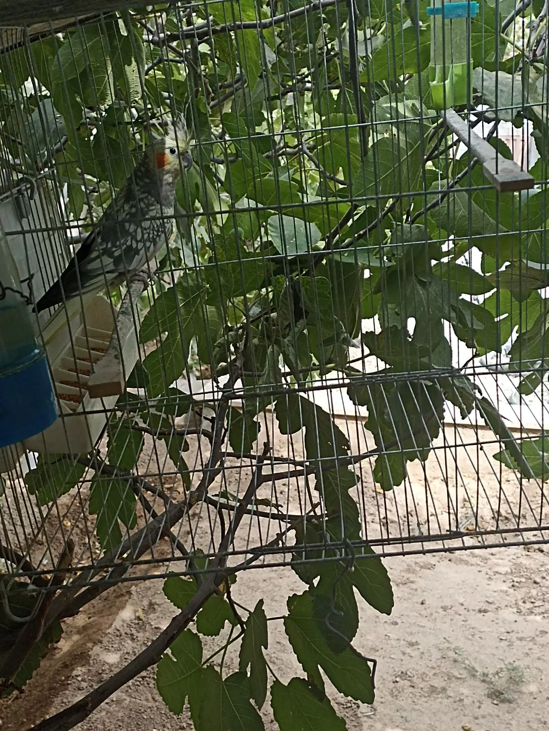 طوطی|پرنده|سمنان, |دیوار