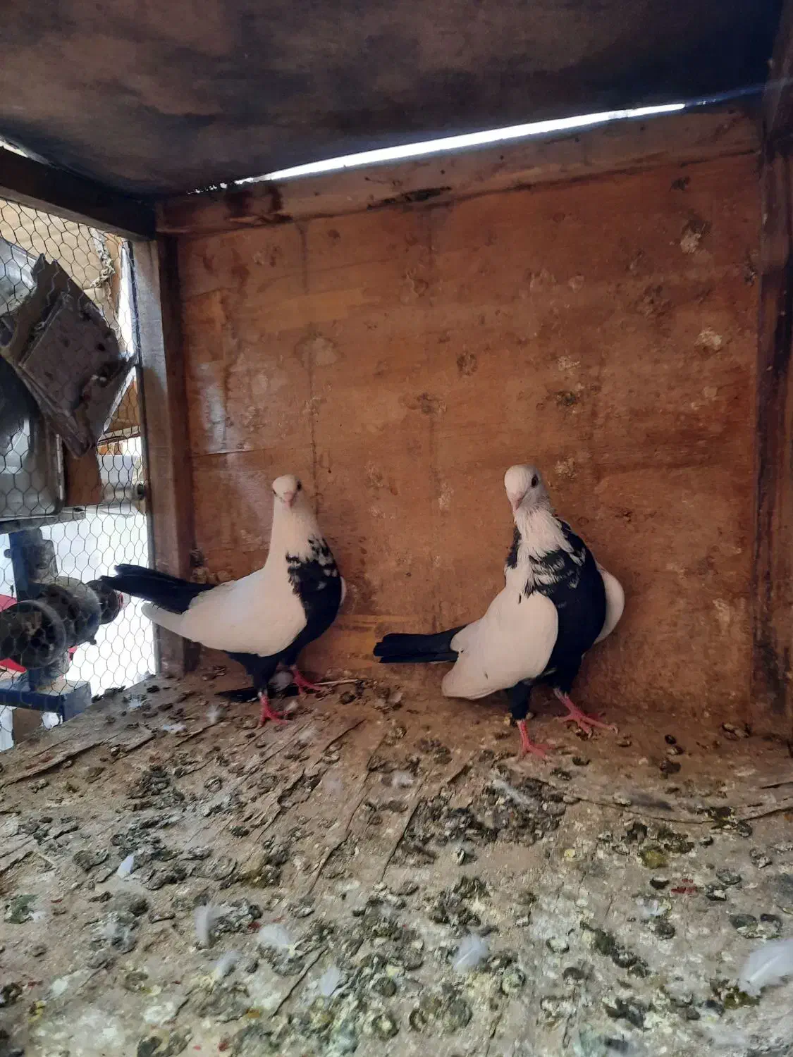 طوقی|پرنده|تهران, سلسبیل شمالی|دیوار