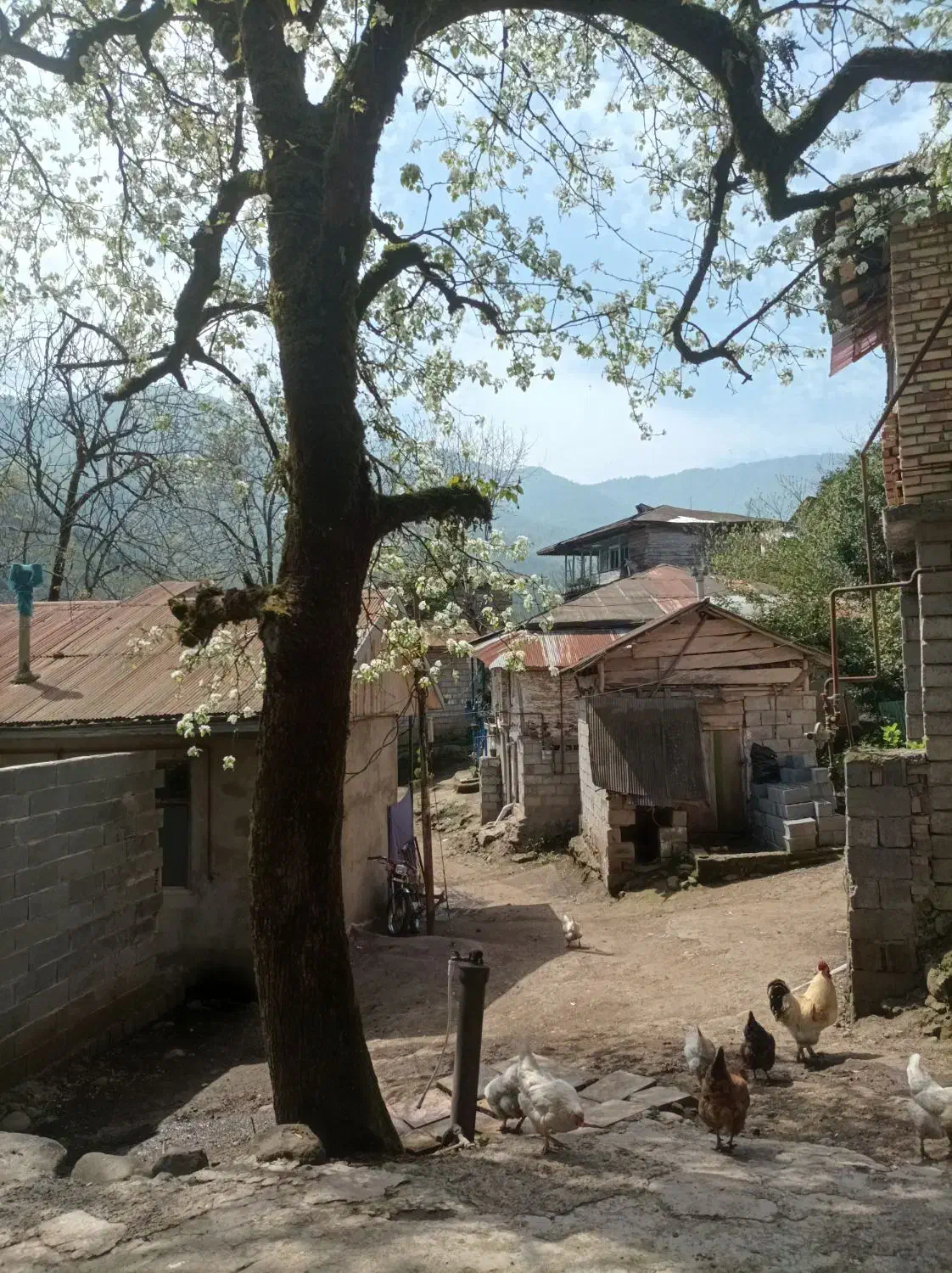 خانه ویلایی روزانه با ویو طبیعت|اجارهٔ کوتاه‌مدت ویلا و باغ|املش, |دیوار