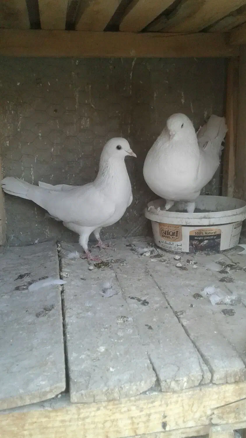 کبوتر پرشی|پرنده|خمینیشهر, |دیوار