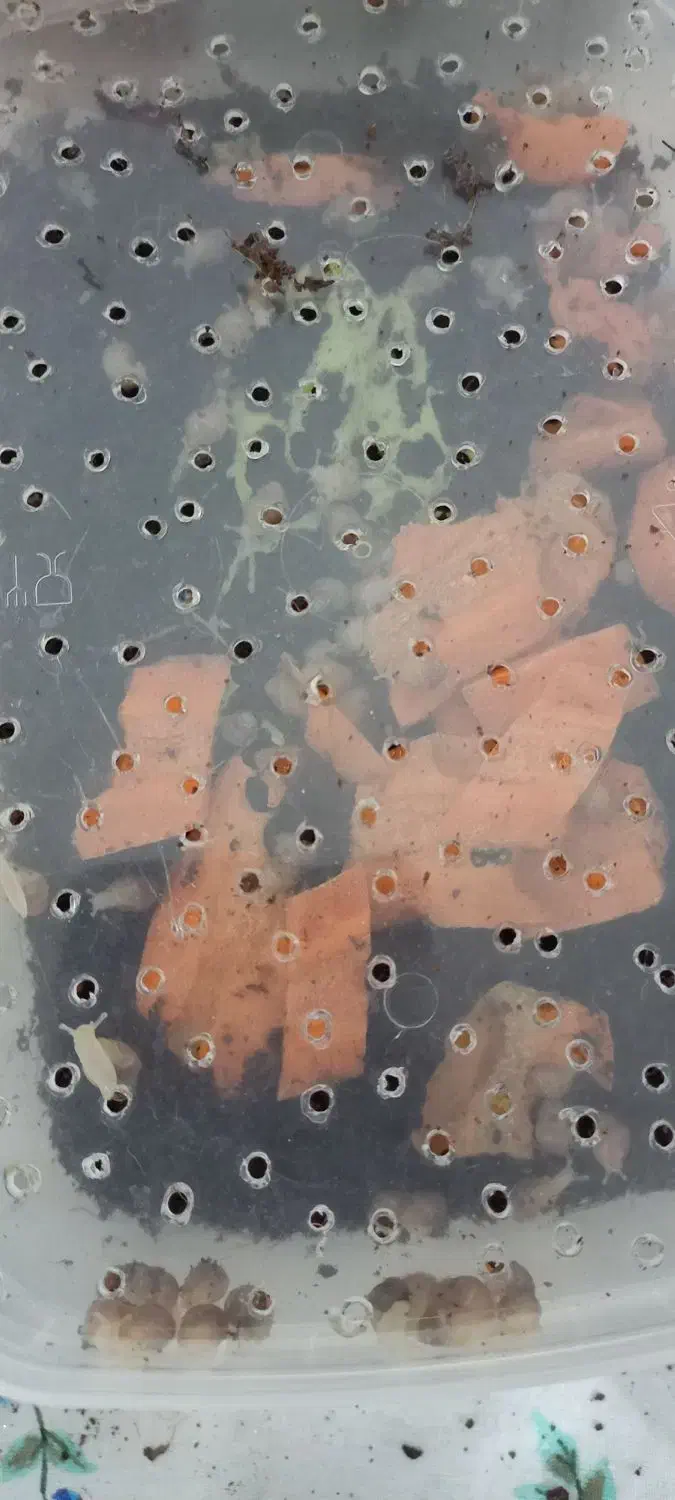 حلزون|خزنده|هشتگرد, هشتگرد قدیم|دیوار