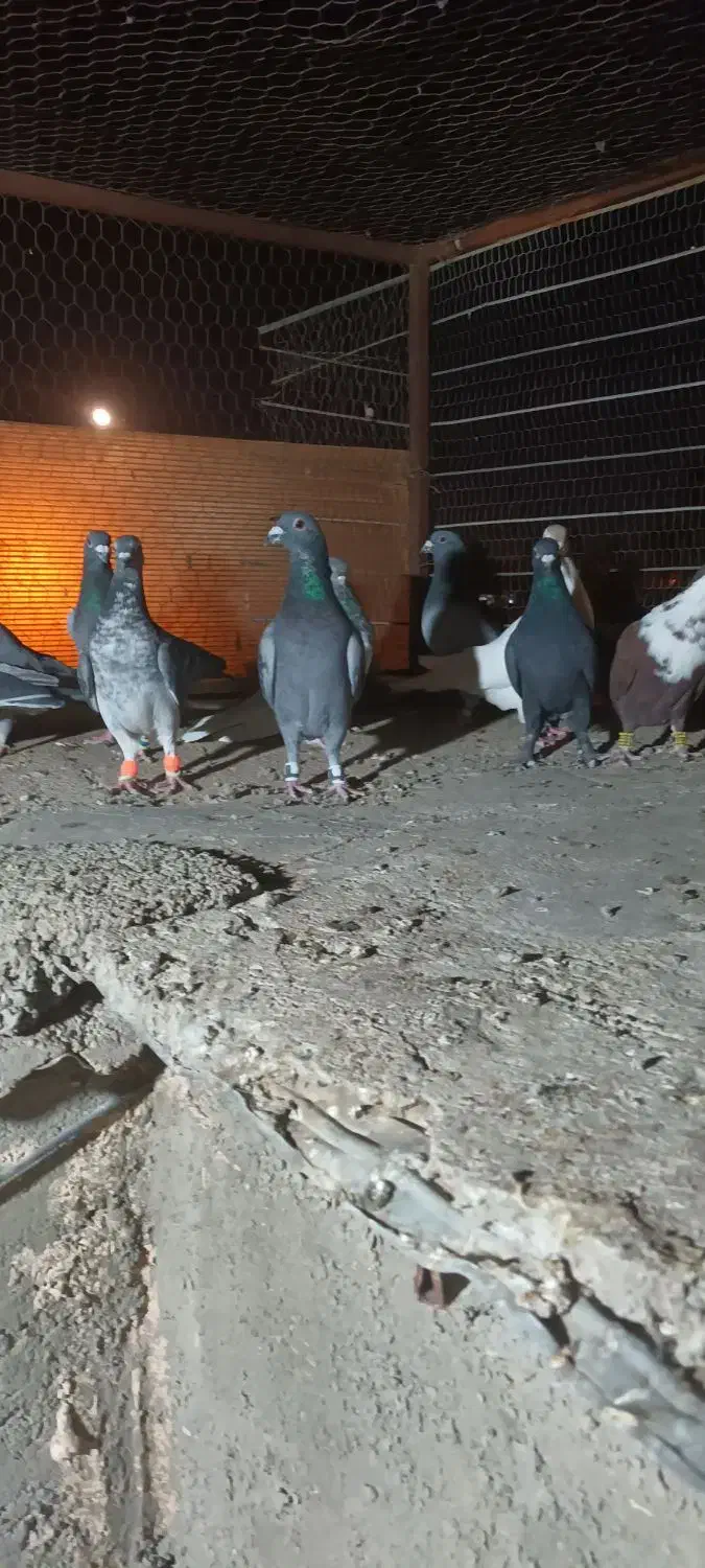 کفتر فروشی|پرنده|قائن, |دیوار