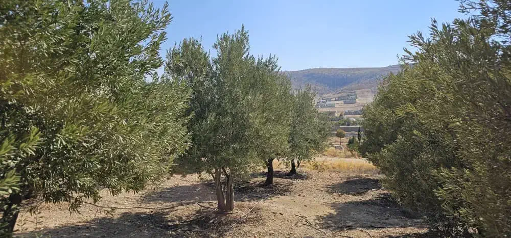 زمین ویلا مسکونی مجموعه قصر سبز صدرا|فروش زمین و ملک کلنگی|شیراز, باغشهر قصر سبز|دیوار