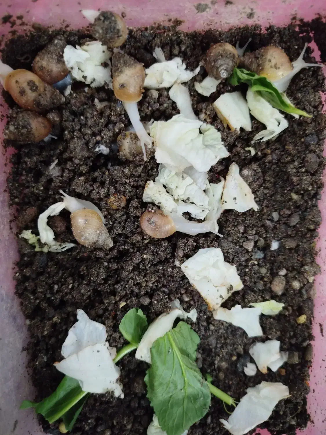 حلزون کلاژن ساز|خزنده|بم, |دیوار