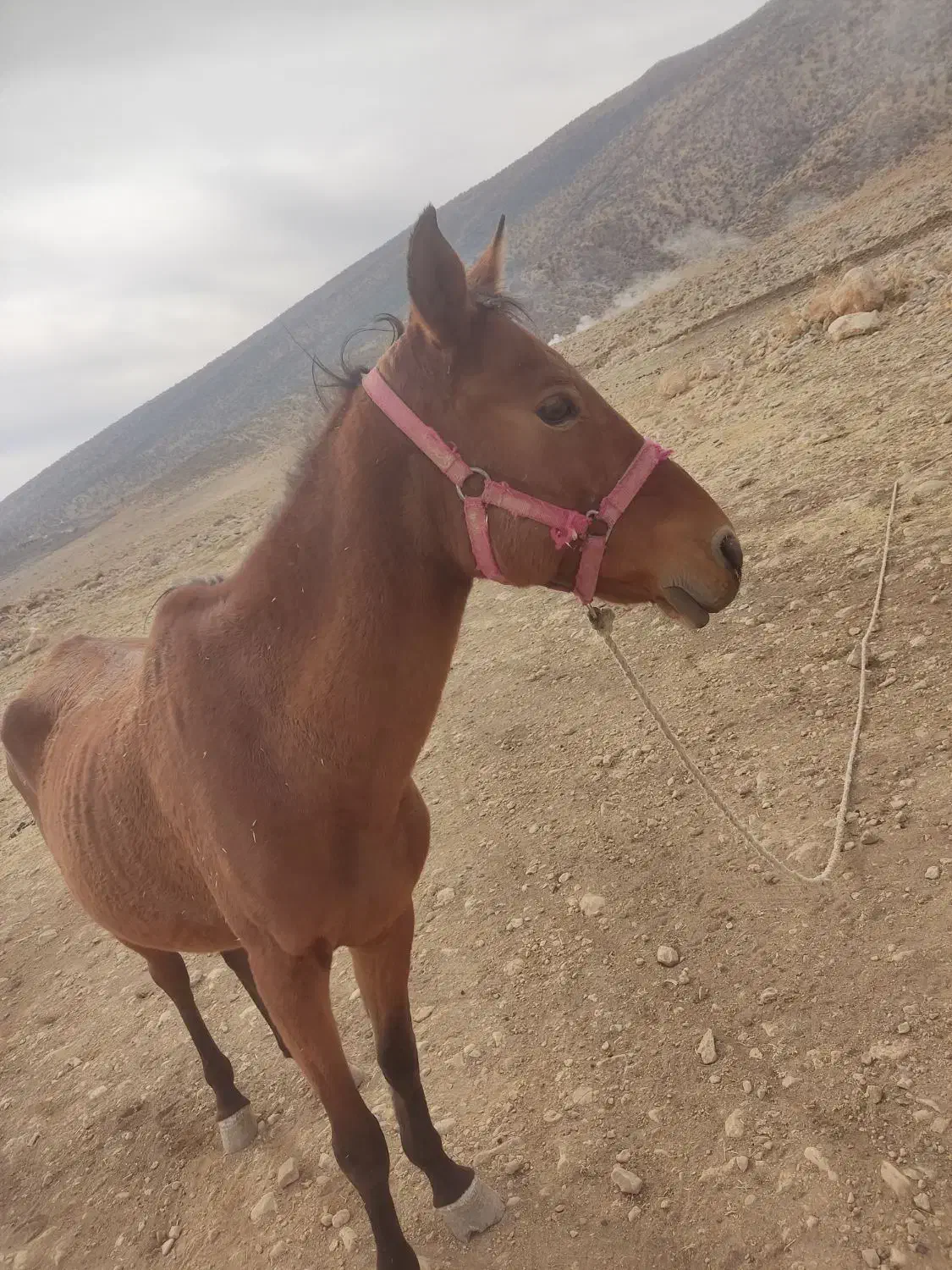 اسب|اسب و تجهیزات اسبسواری|سیاخ دارنگون, |دیوار