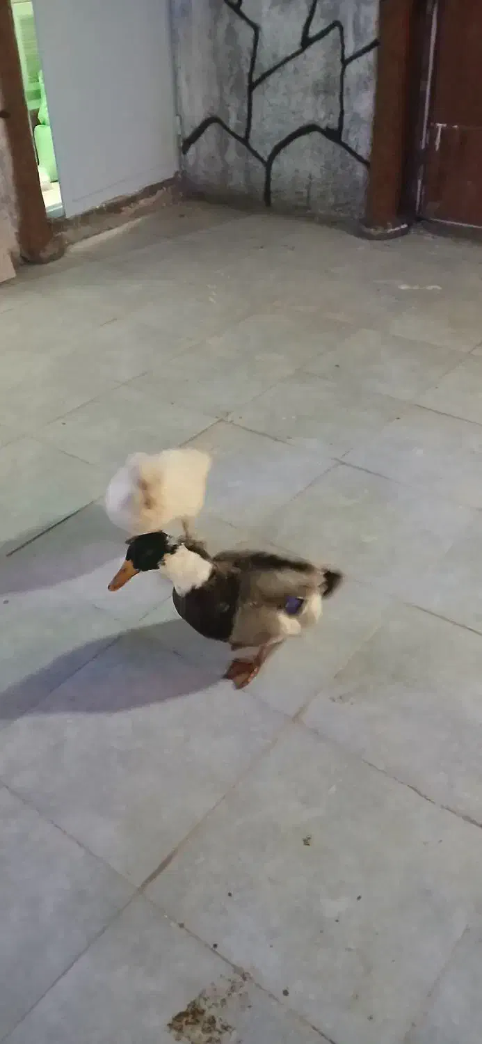 دو عدد اردک|حیوانات مزرعه|جعفرآباد, |دیوار