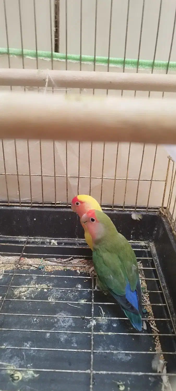 کوتوله برزیلی|پرنده|شیراز, فاضل|دیوار