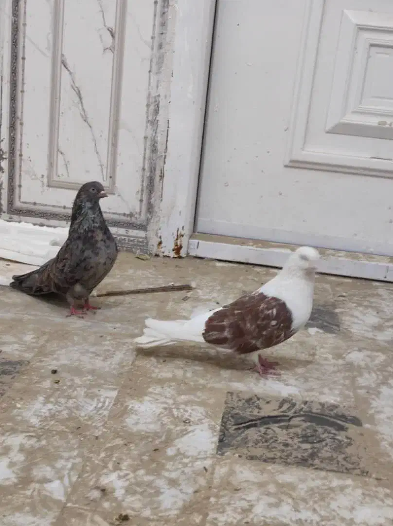 کبوتر ملاقی|پرنده|زهک, |دیوار