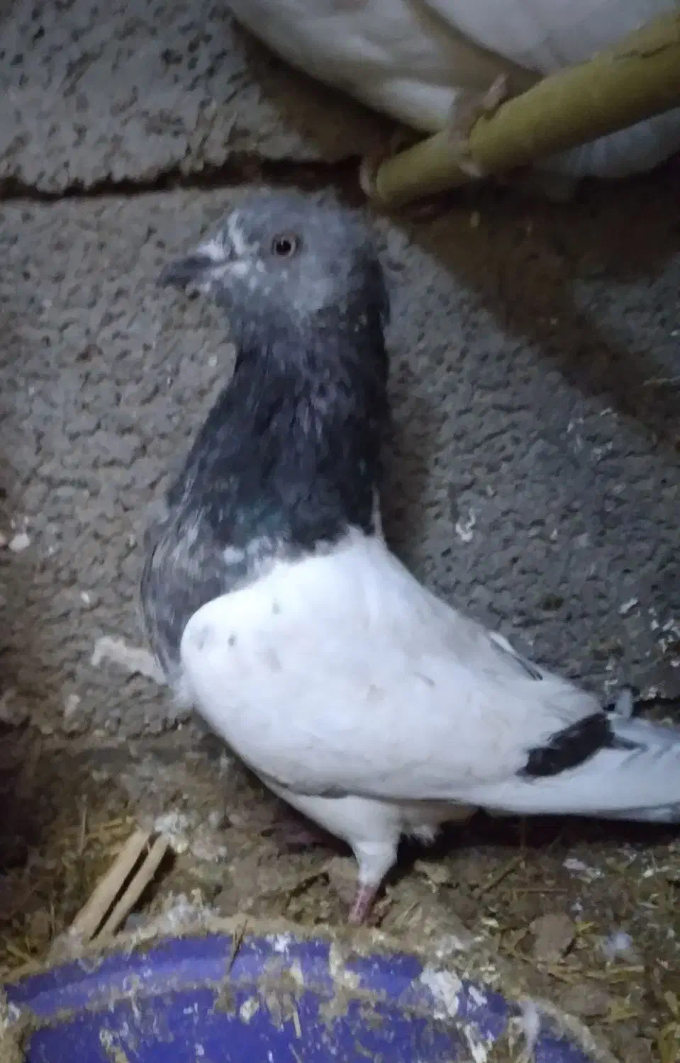 کبوتر|پرنده|کوهدشت, |دیوار