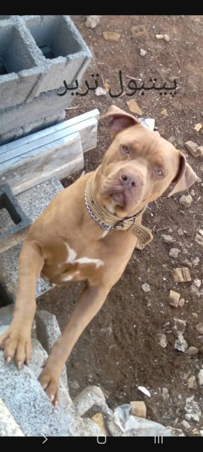 پیتبول|سگ|امیدیه, |دیوار