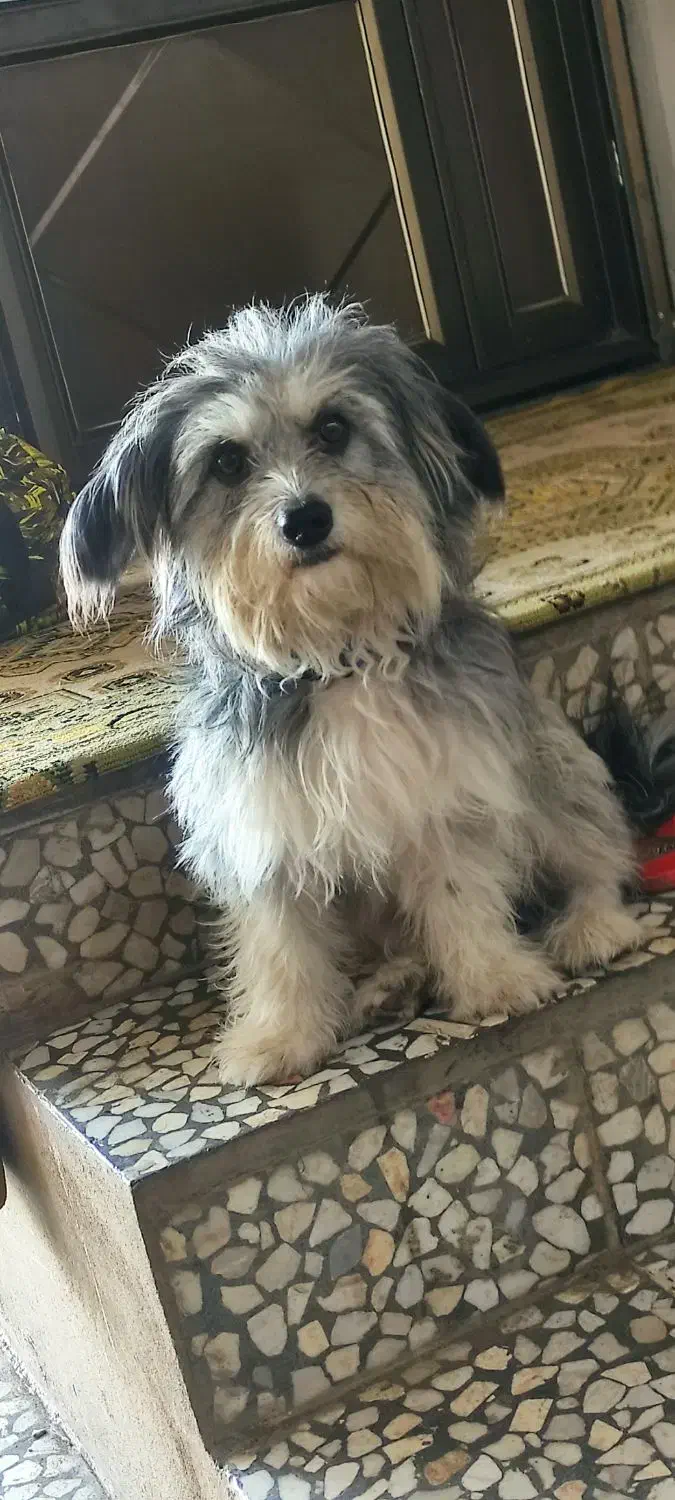 شیتزو گمشده|سگ|رودسر, |دیوار