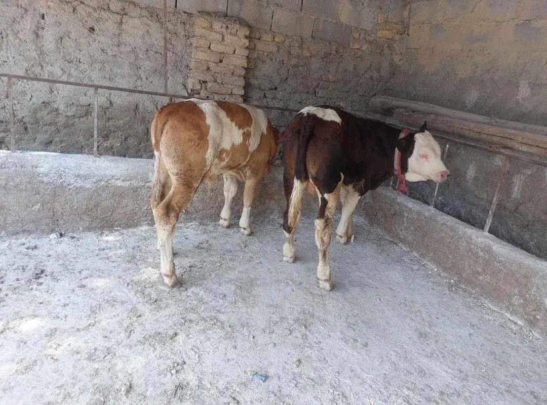 فروش انواع گاو گوساله|حیوانات مزرعه|سمنان, |دیوار