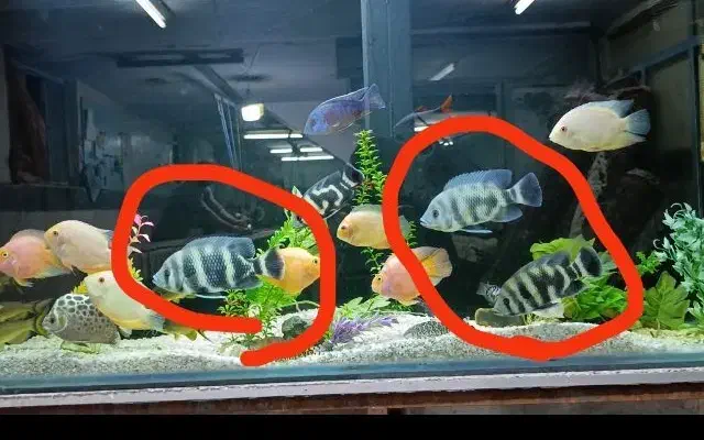 ۳تا بوتیک یا زندانی|ماهی|اردبیل, |دیوار