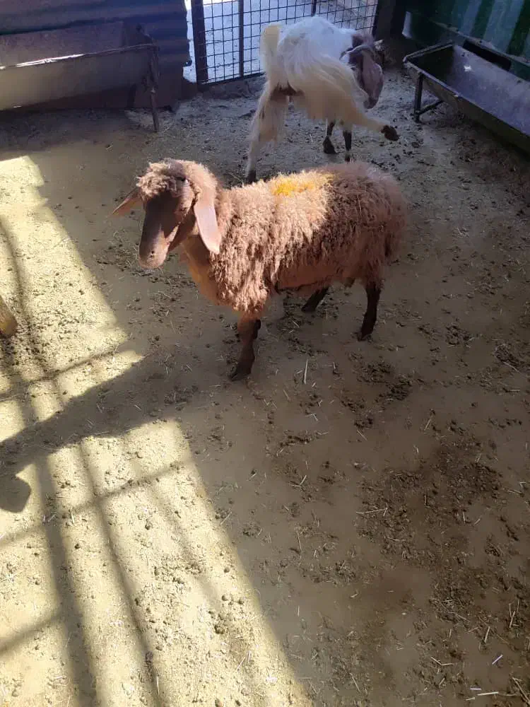 فروش گوسفند زنده با خدمات کامل و رایگان|حیوانات مزرعه|تهران, آذری|دیوار