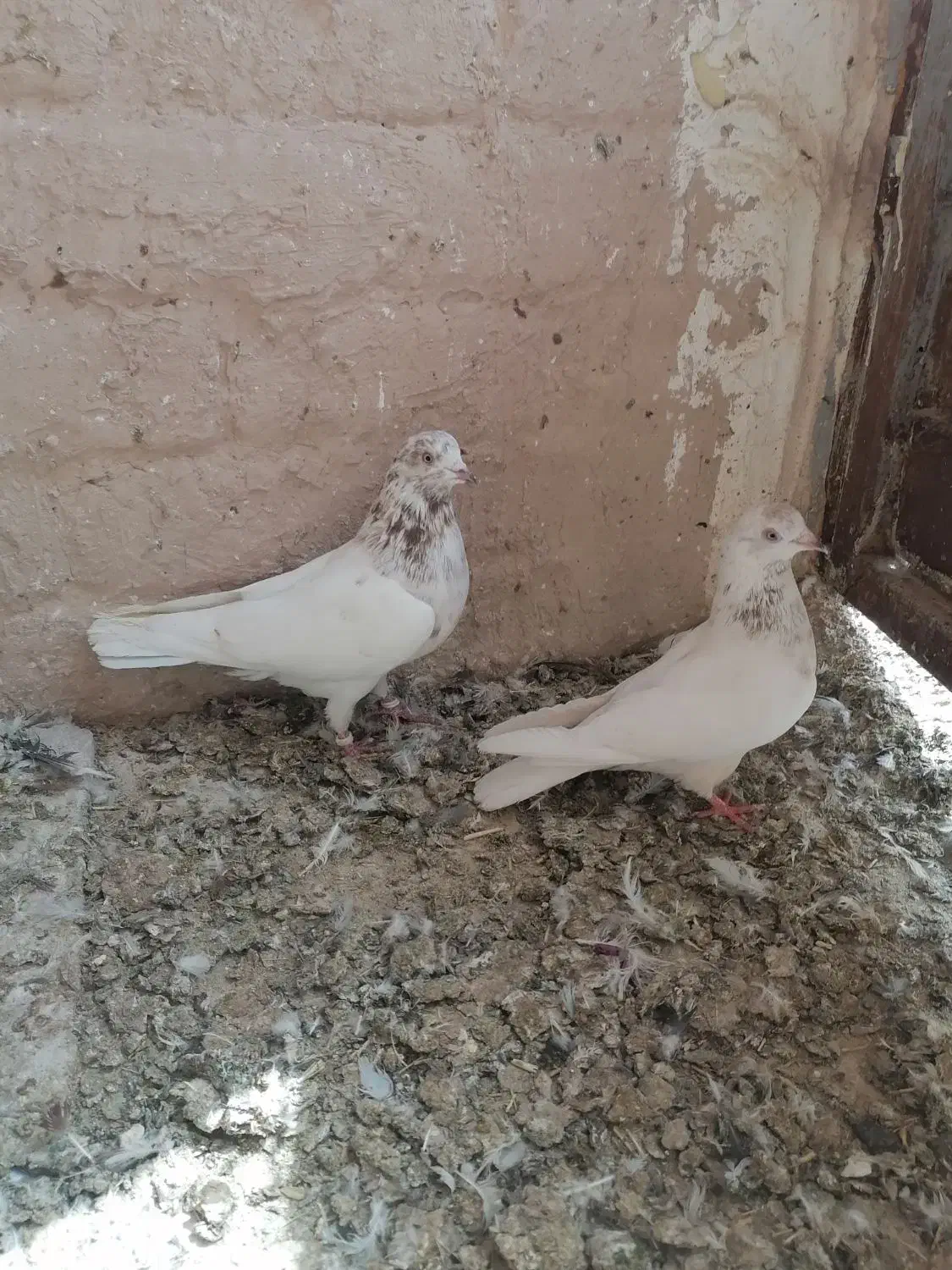 کفتر نروماده|پرنده|قم, آزادگان|دیوار