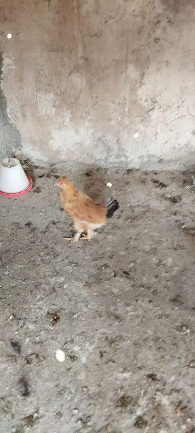 مرغ و خروس محلی|حیوانات مزرعه|هشتگرد, هیو|دیوار