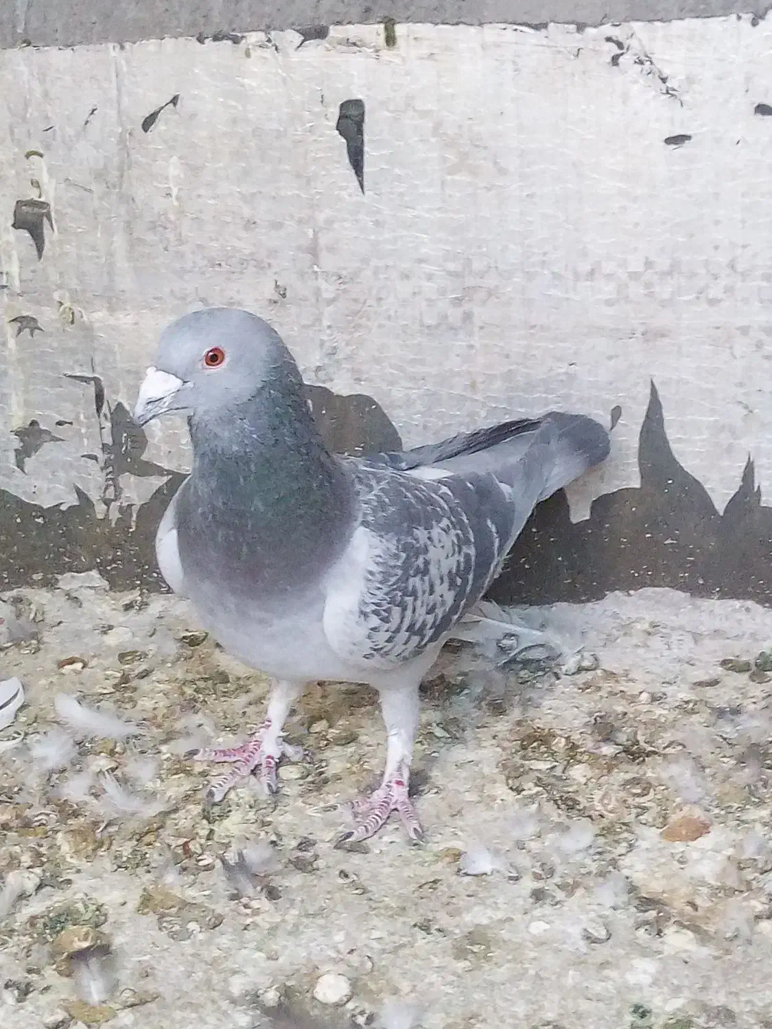 بدرنگ نر|پرنده|بم, |دیوار