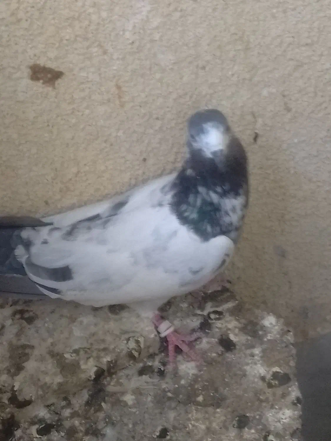 کبوترگمشده|حیوانات|چابهار, |دیوار