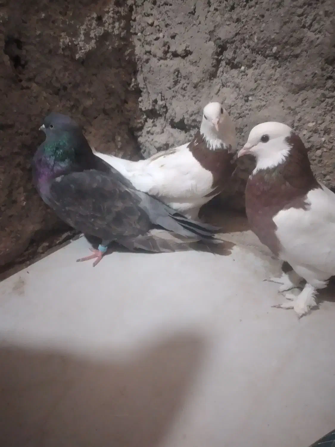 طوقی|پرنده|کرباسک, |دیوار