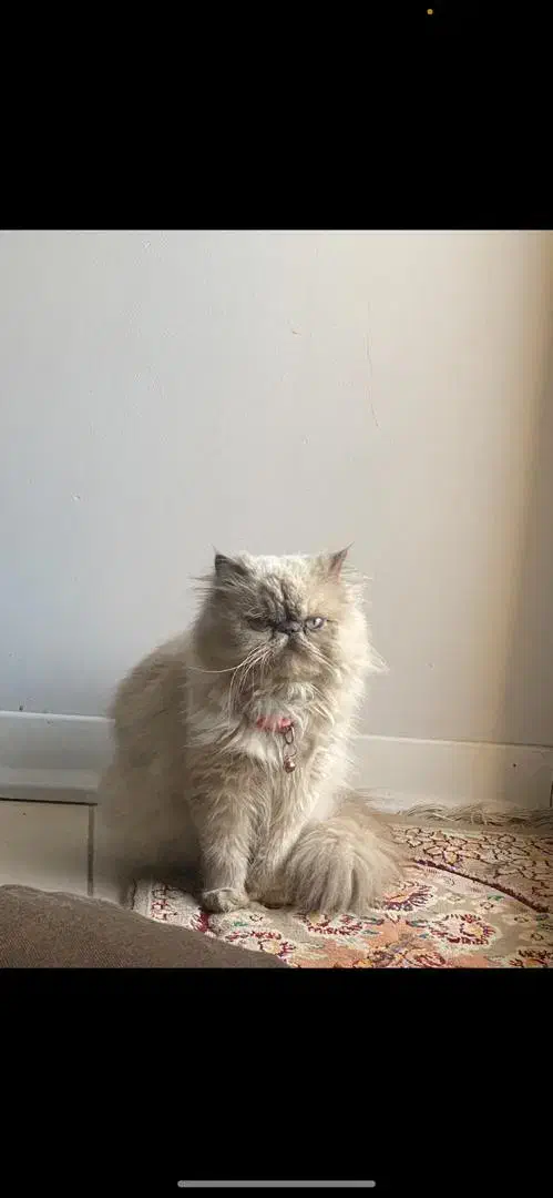 فروش و واگذاری|گربه|شهریار, شهریار|دیوار