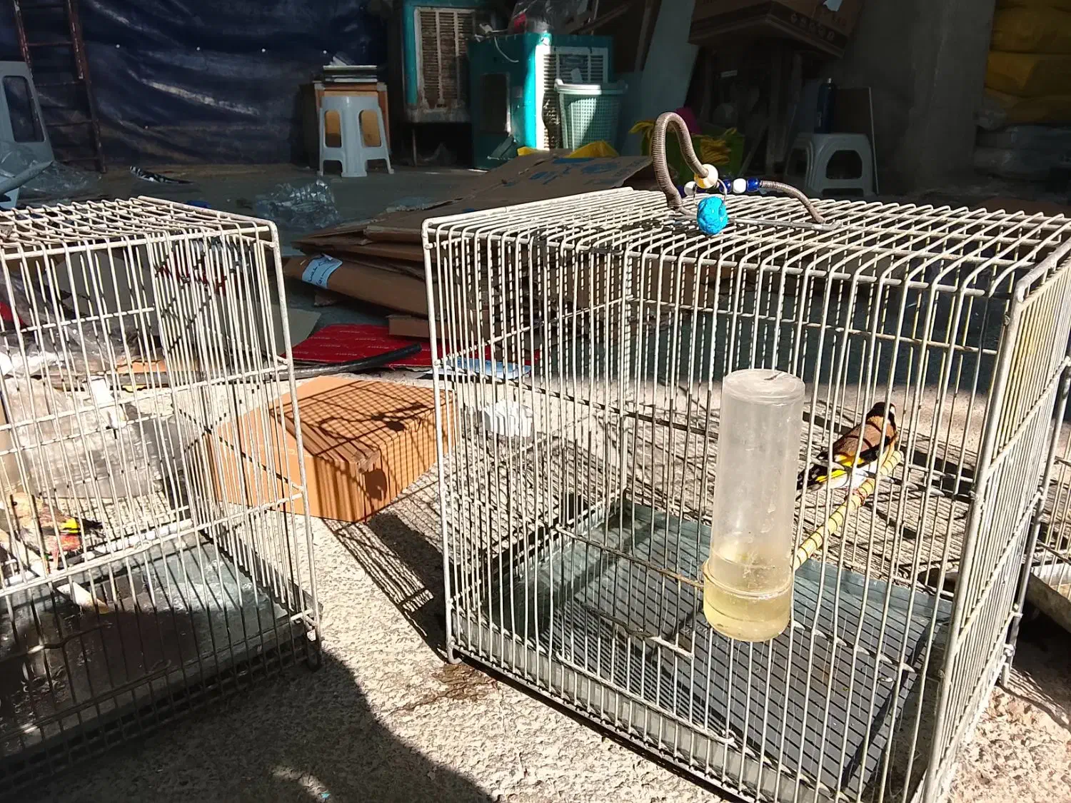 جوجه سره|پرنده|اسلامشهر, شهرک واوان|دیوار