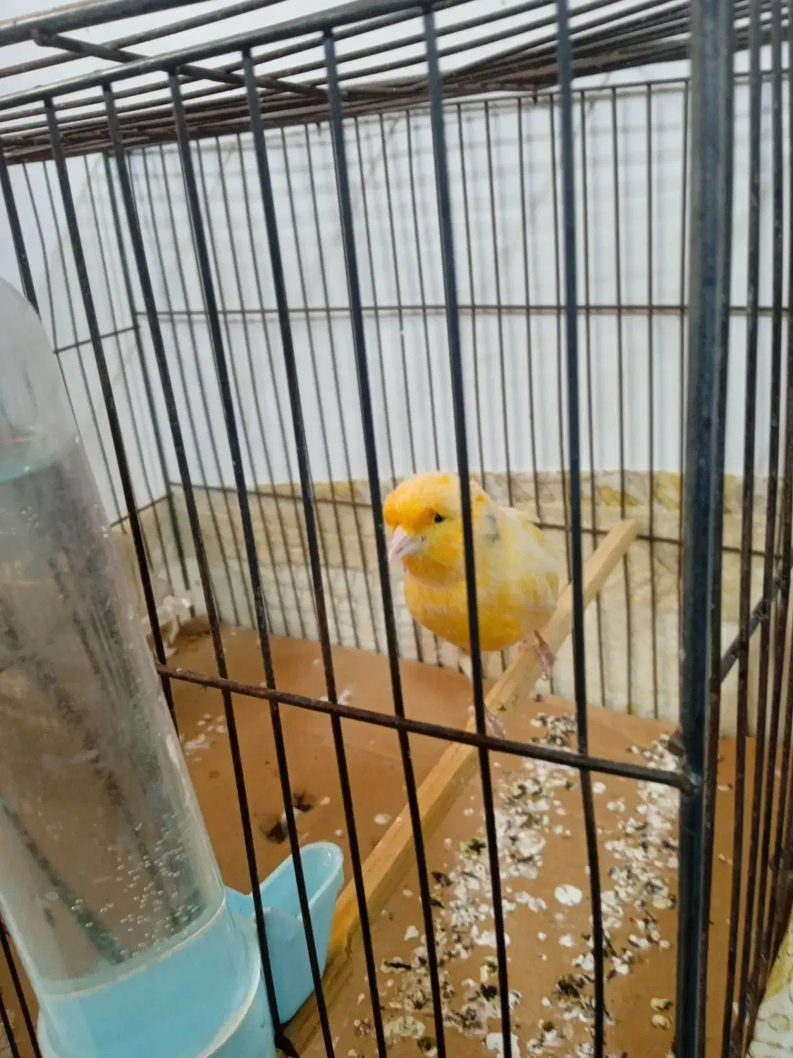 قناری نر مست|پرنده|تهران, آزادشهر|دیوار