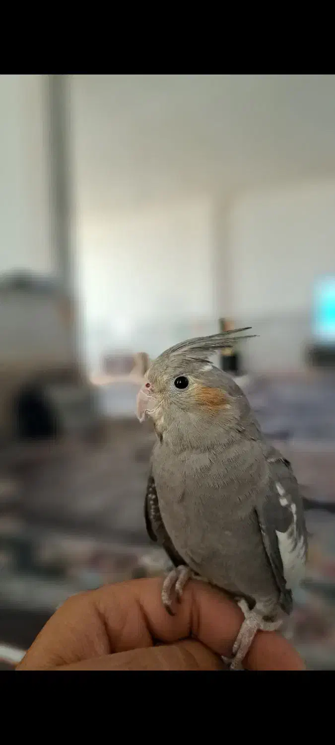 عروس هلندی سینامون|پرنده|کرمانشاه, |دیوار