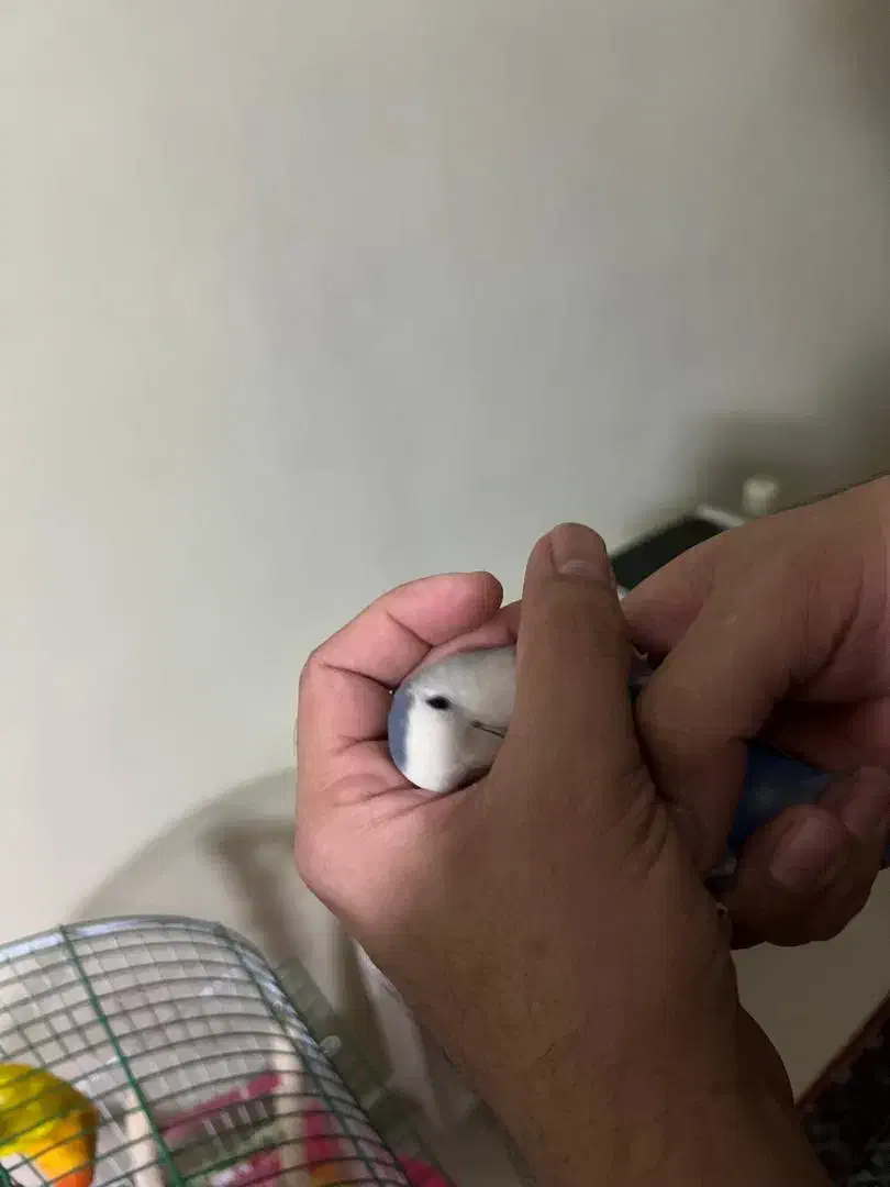 طوطی فیشر برزیلی سالم بامزه (دستی)|پرنده|شاهین‌شهر, فردوسی|دیوار