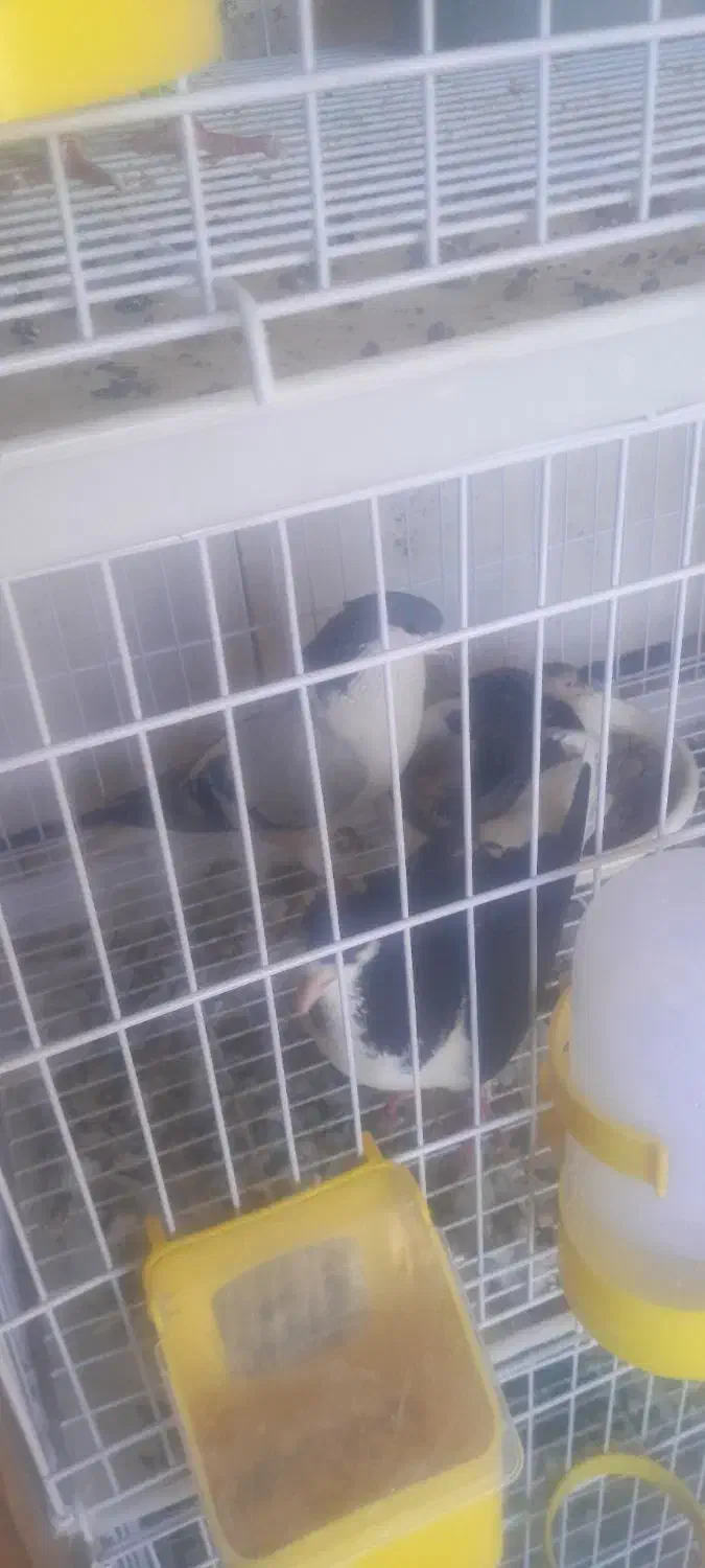 جفت کبوتر ساده با جوجه|پرنده|مشهد, امیر|دیوار