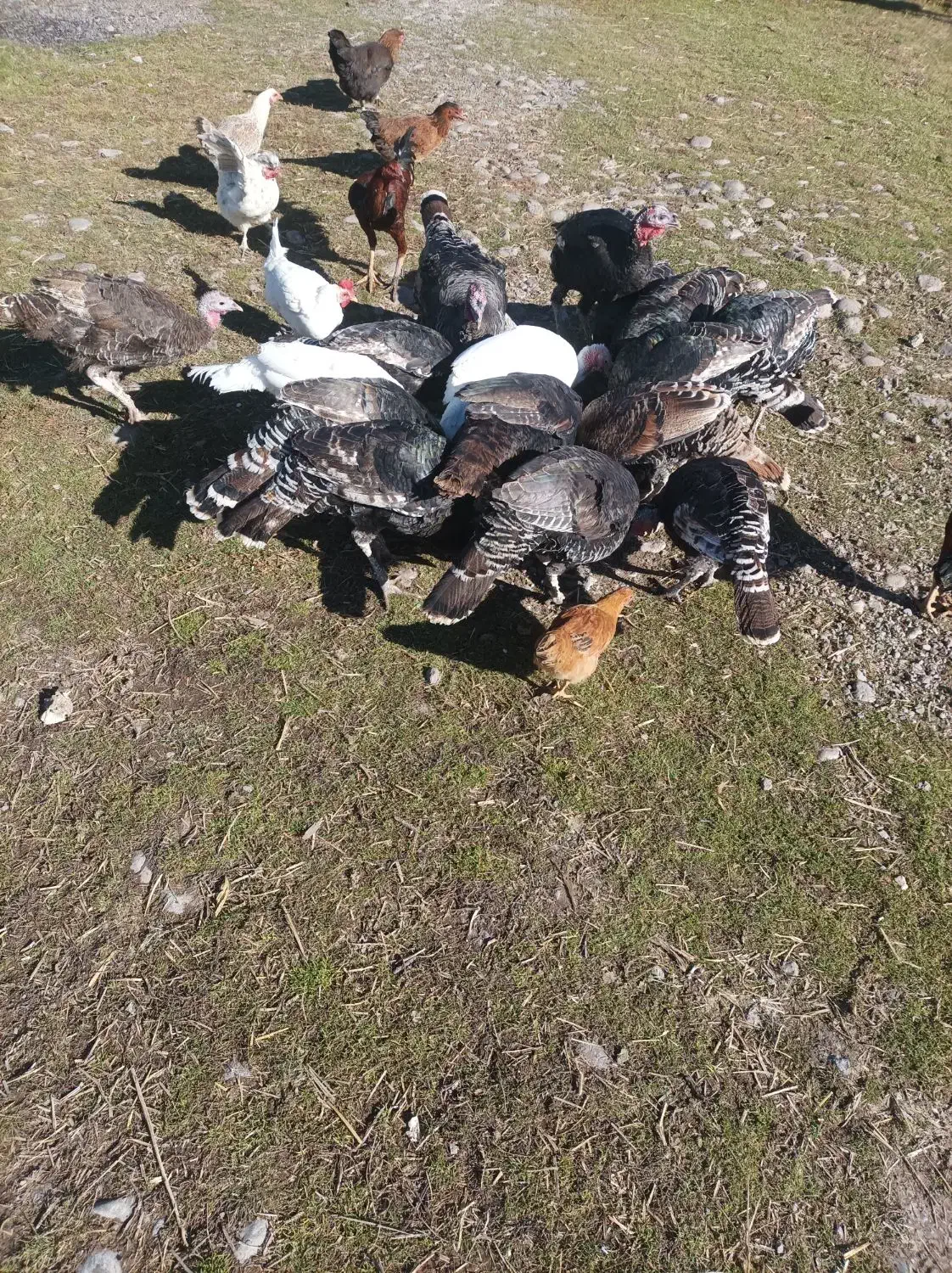 فروش بوقلمومحلی|حیوانات مزرعه|سراب, |دیوار