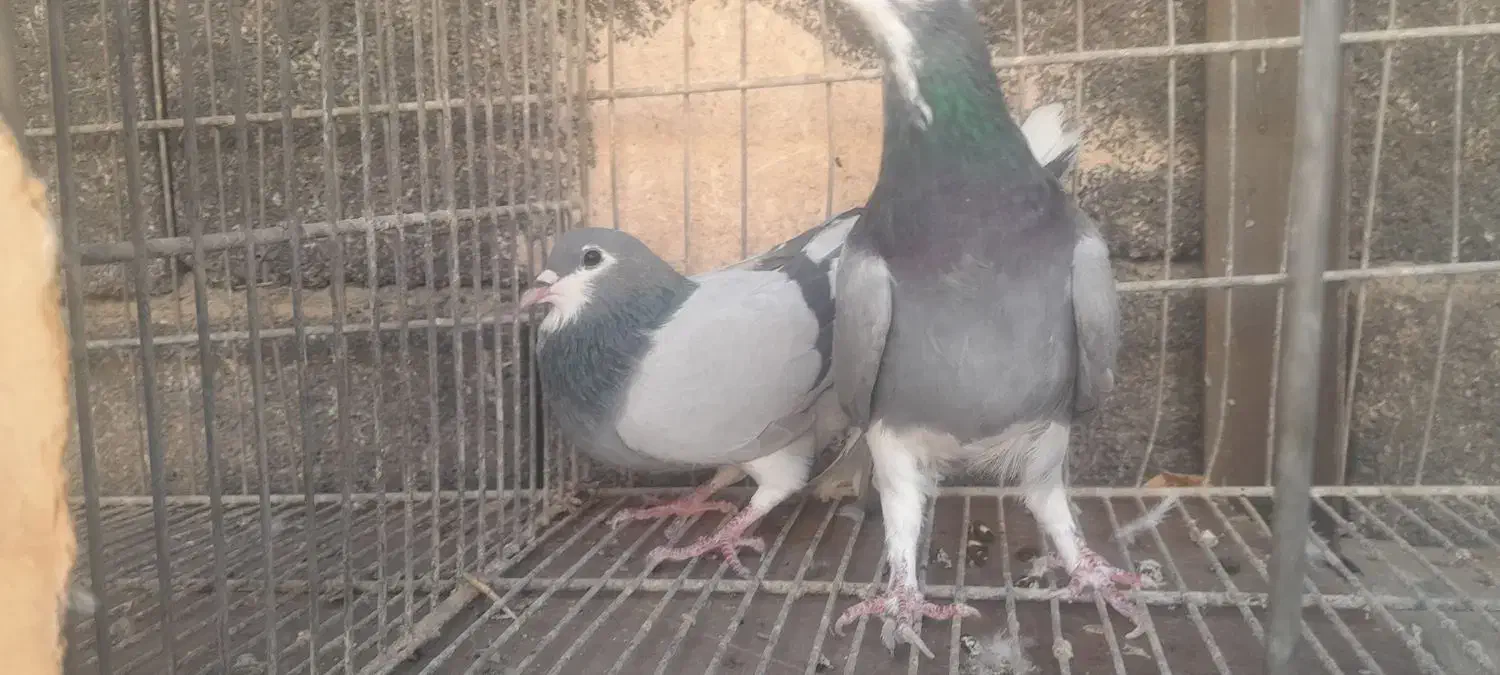 نروماده خرقه وواز|پرنده|اصفهان, حصه جنوبی|دیوار