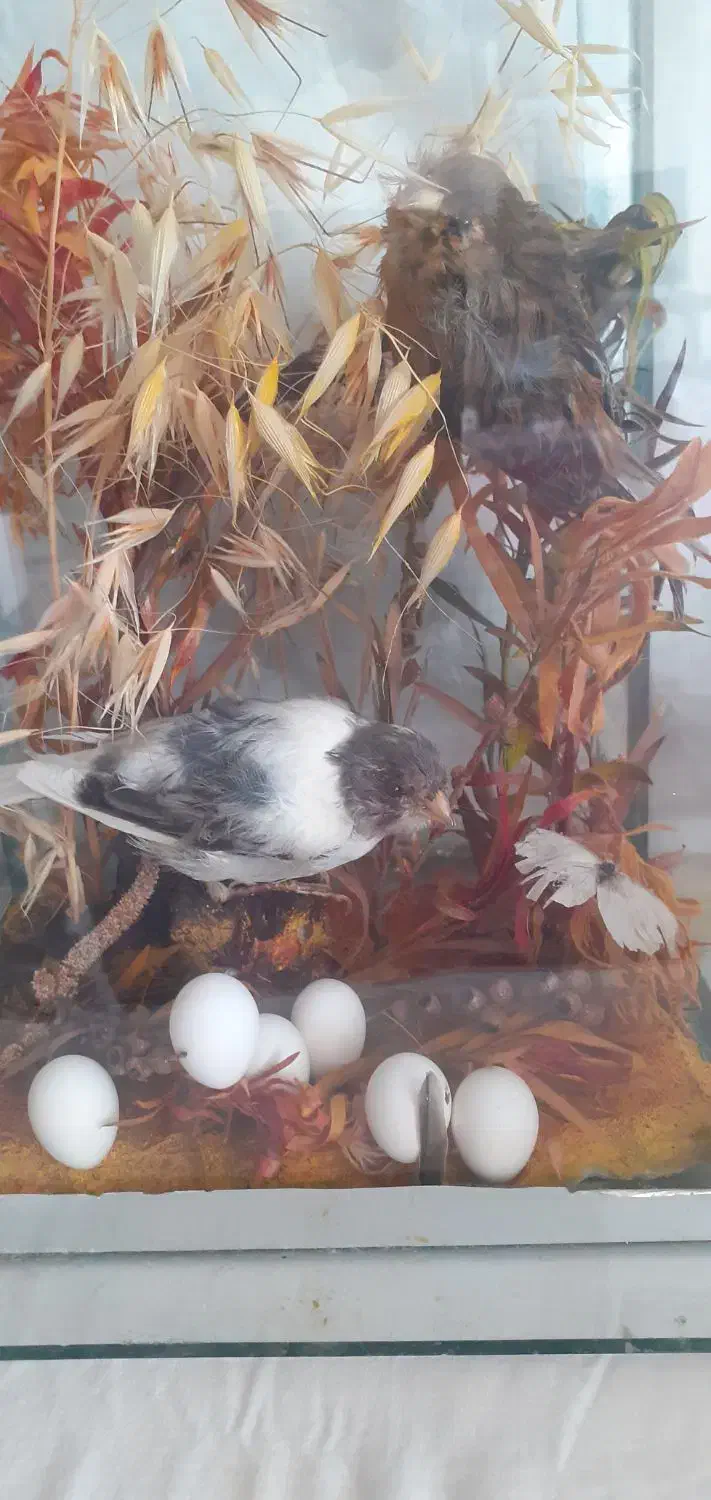 دکوری|پرنده|نهاوند, |دیوار