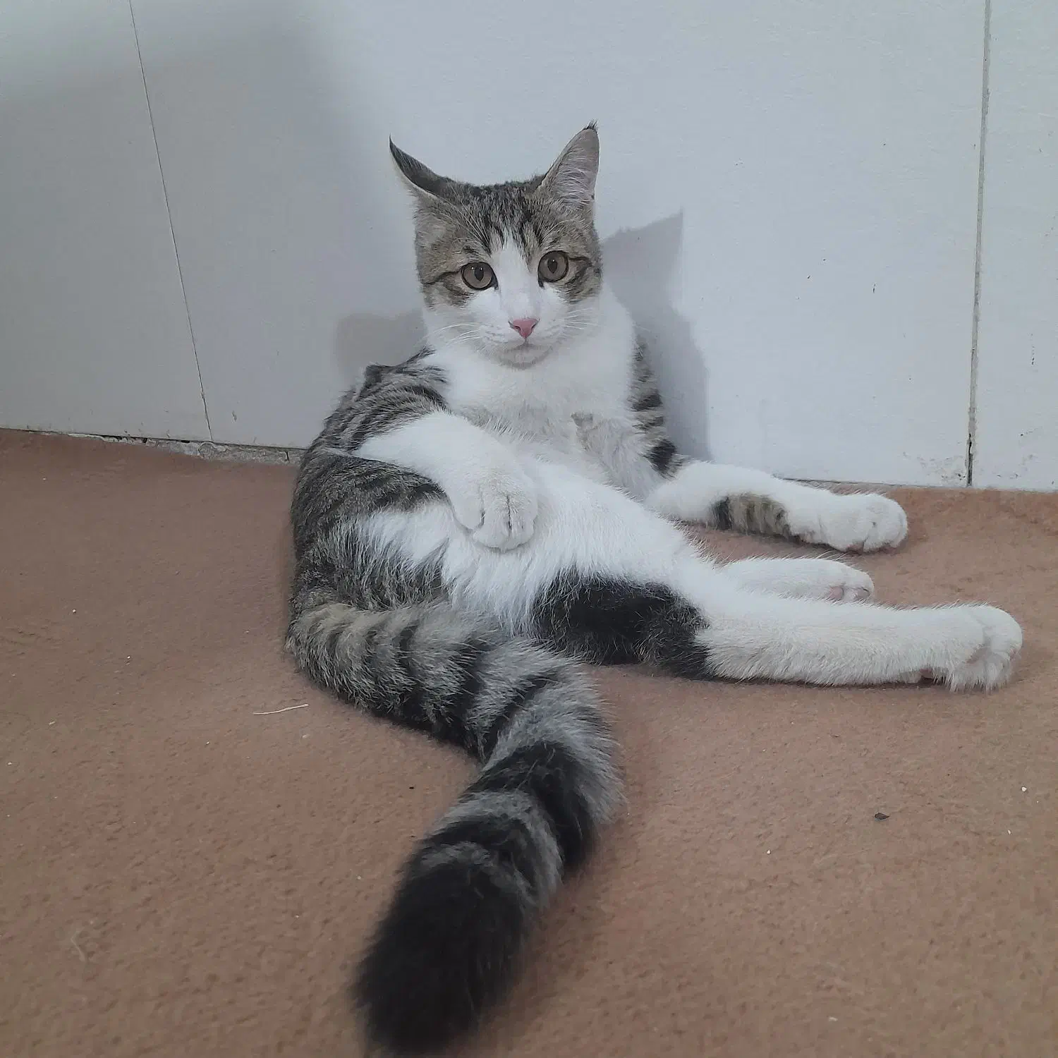 گربه گمشده|گربه|نظرآباد, رسالت|دیوار