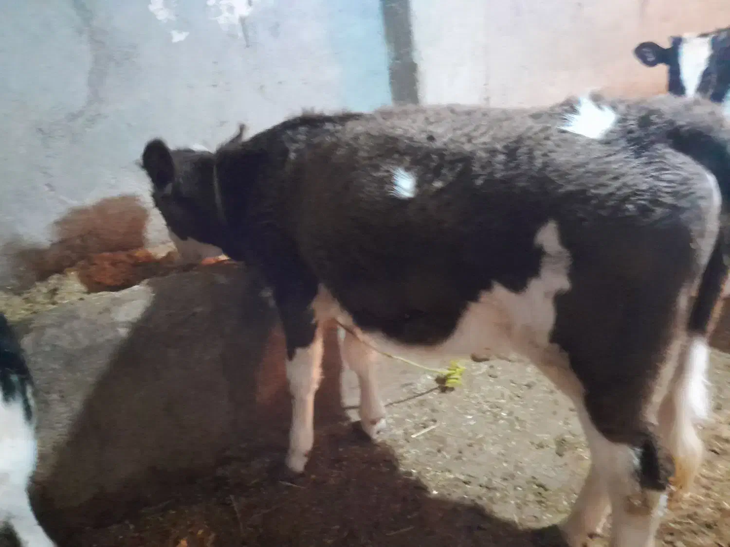 گاو سیمینتال|حیوانات مزرعه|گرمی, |دیوار