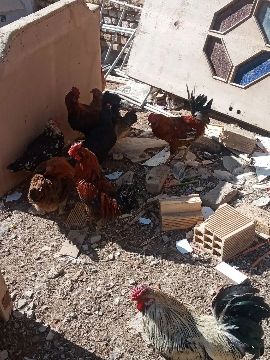 خروس گلین|حیوانات مزرعه|فرخ‌شهر, |دیوار