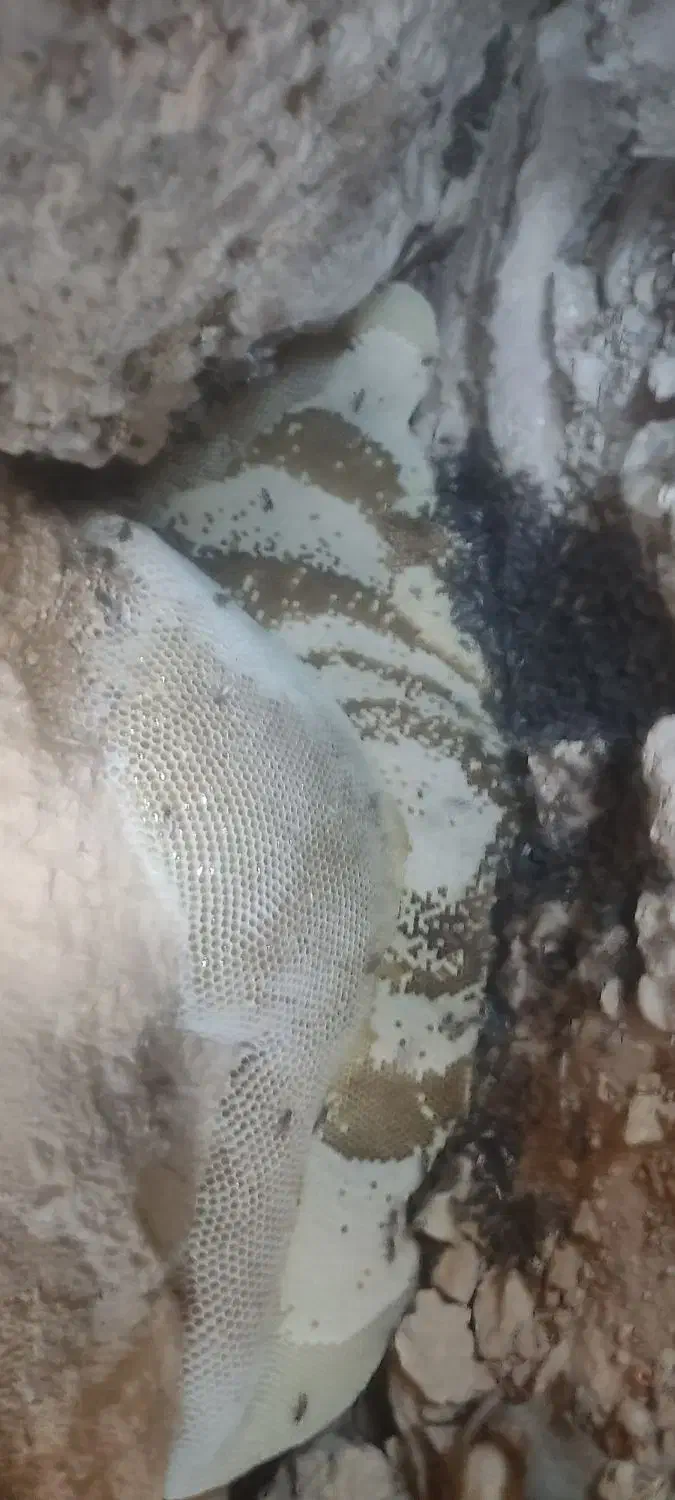 عسل صخره ای به شرط تضمینی|خوردنی و آشامیدنی|فراشبند, |دیوار